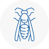 Ripley Wasp Nest Removal